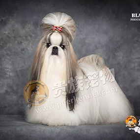 【貴族名犬堂】中國(guó)四大美人，“西施”在貴族~?。?！